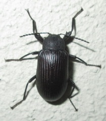 Hoplonyx