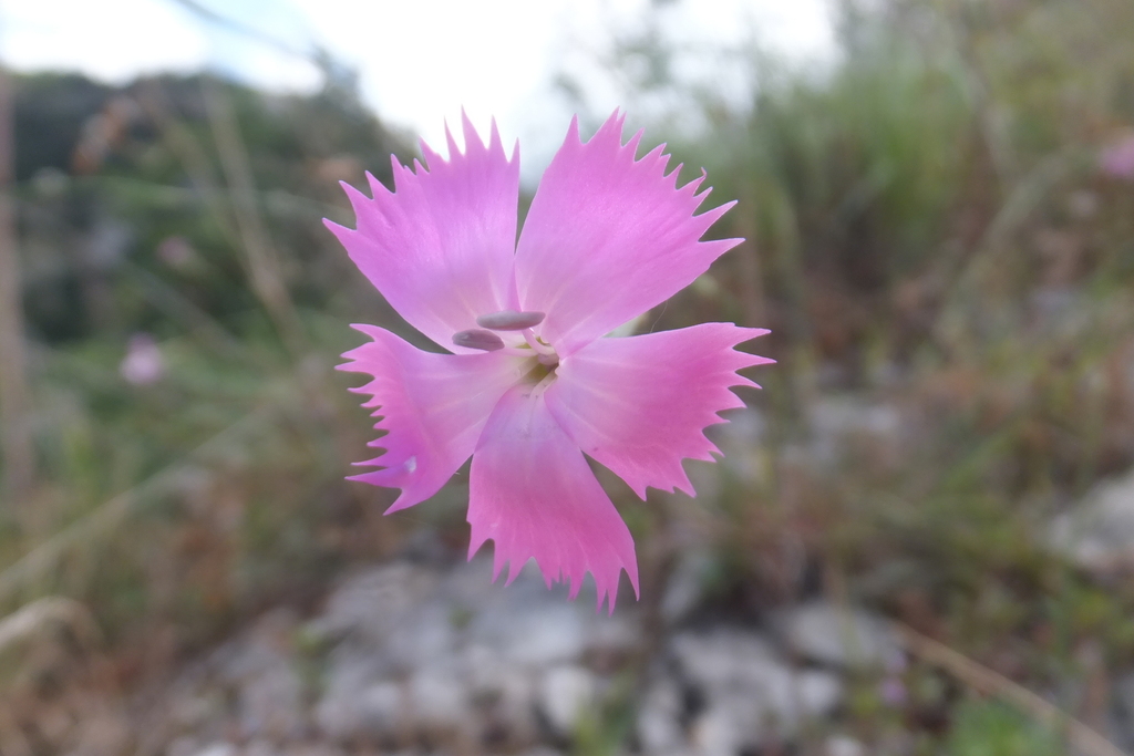 Dianthus brachycalyx