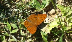 Pseudergolis wedah