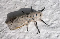 Polyphagozerra coffeae