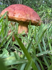 Butyriboletus floridanus image