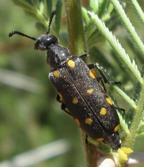 Ceroctis bohemanni