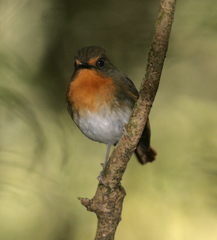 Ficedula bonthaina