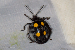 Eumorphus marginatus