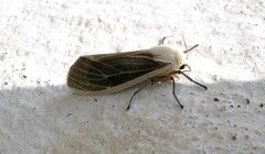 Creatonotos transiens vacillans