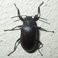 Hoplonyx