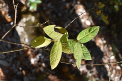 Wikstroemia canescens