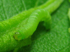 Euura viduata