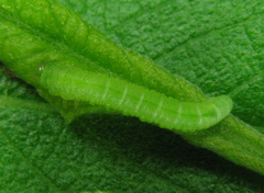 Euura viduata
