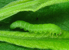 Euura viduata