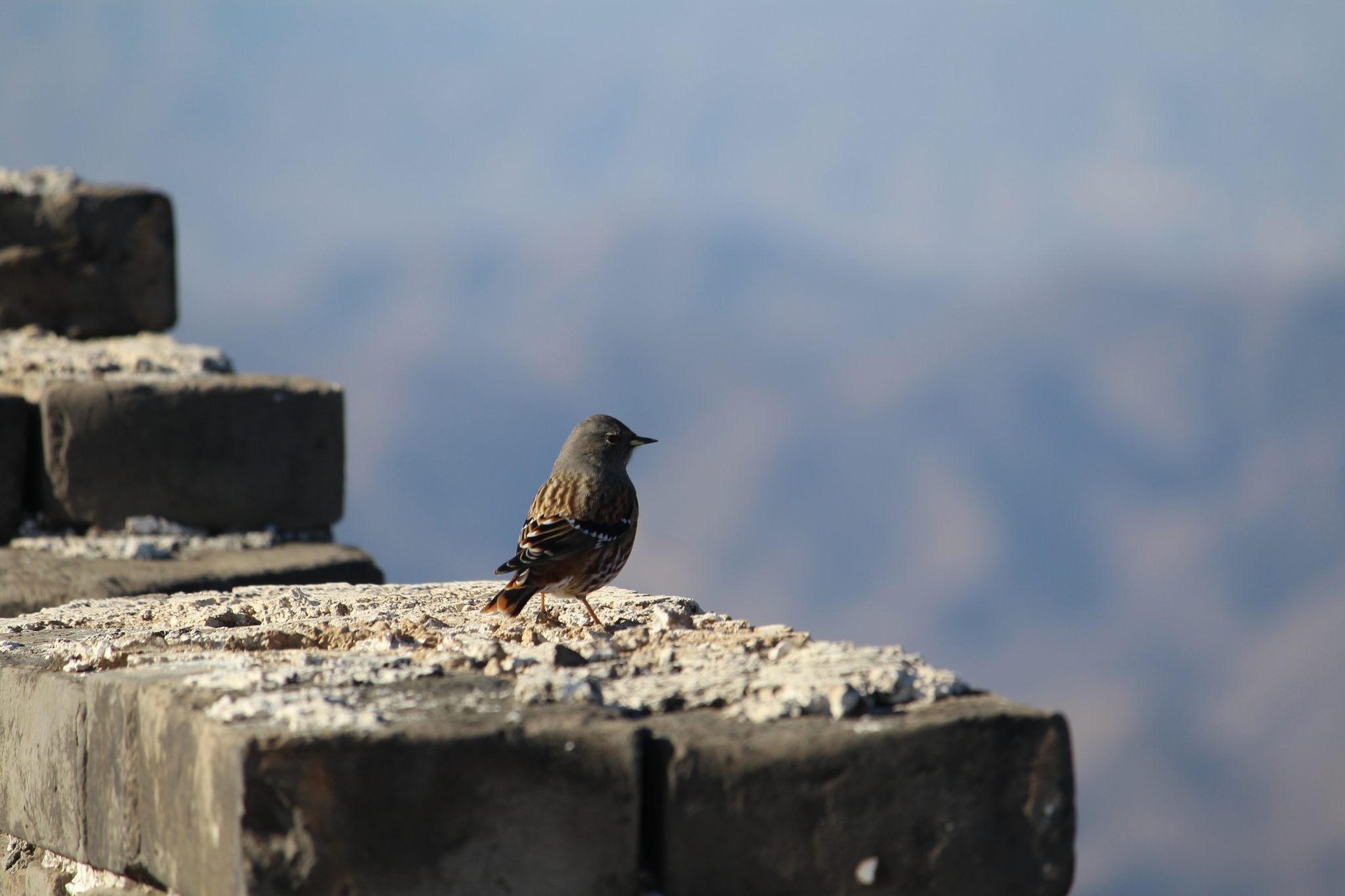 Alpine Accentor