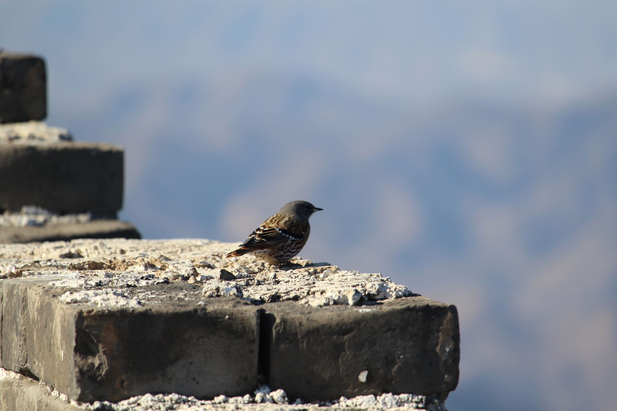 Alpine Accentor