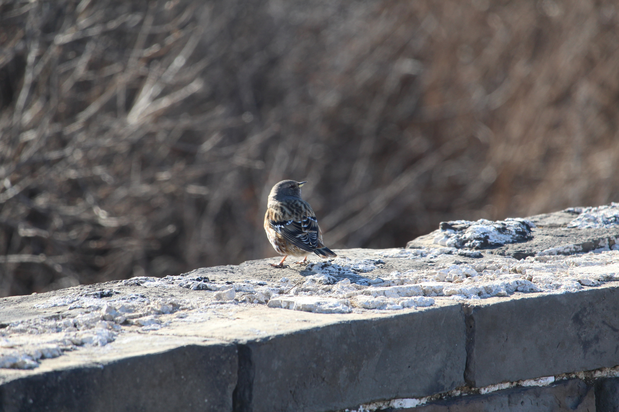 Alpine Accentor