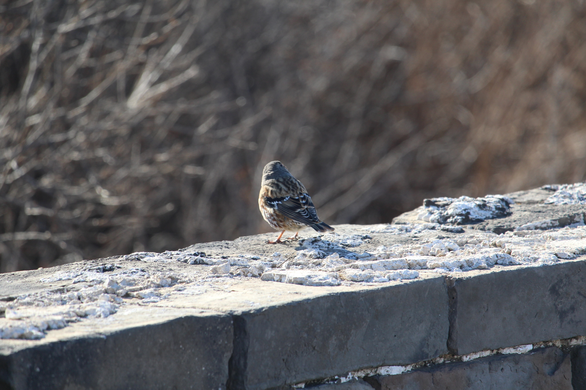 Alpine Accentor