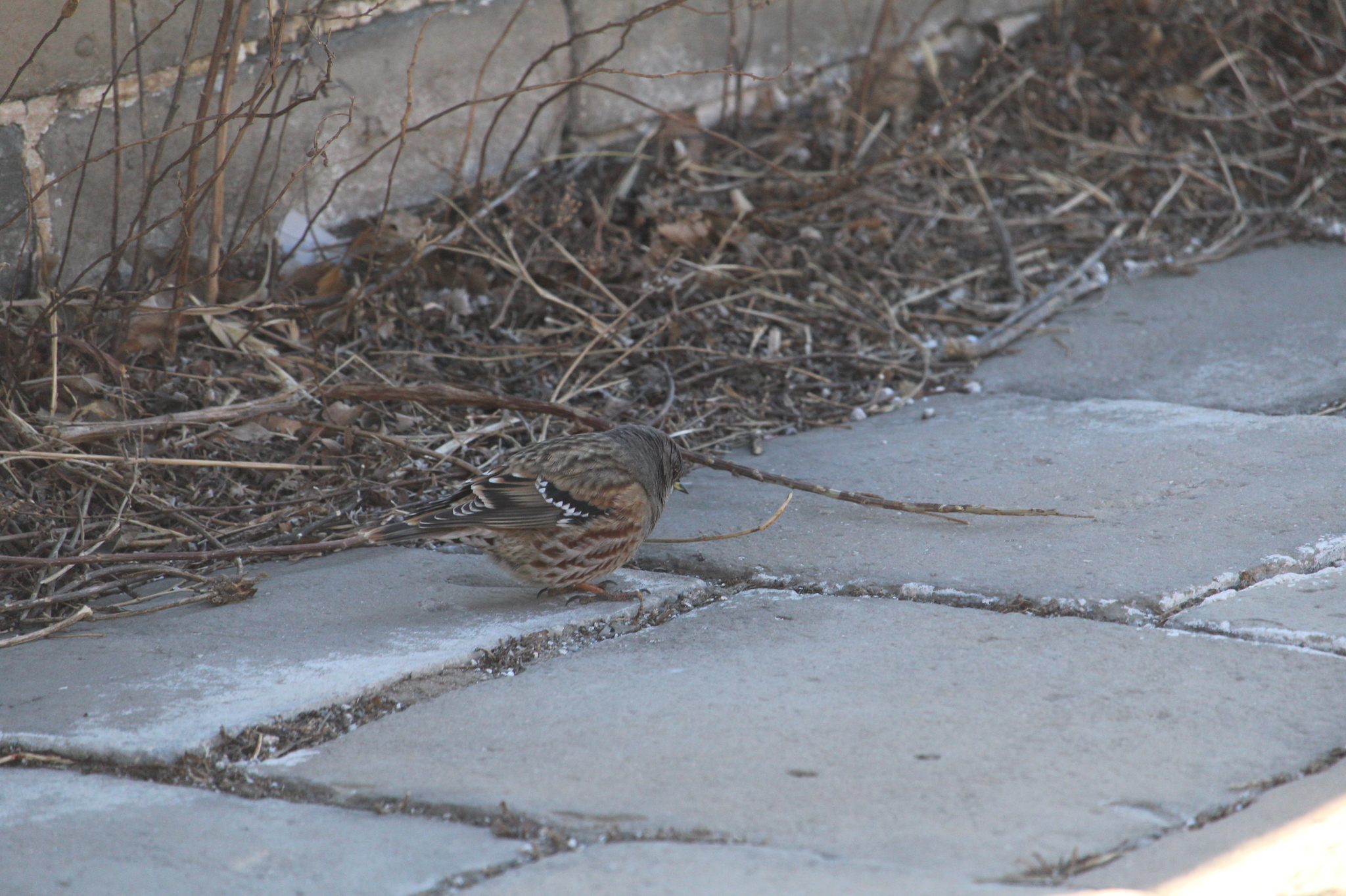 Alpine Accentor