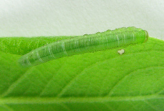 Euura viduata