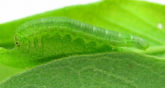 Euura viduata