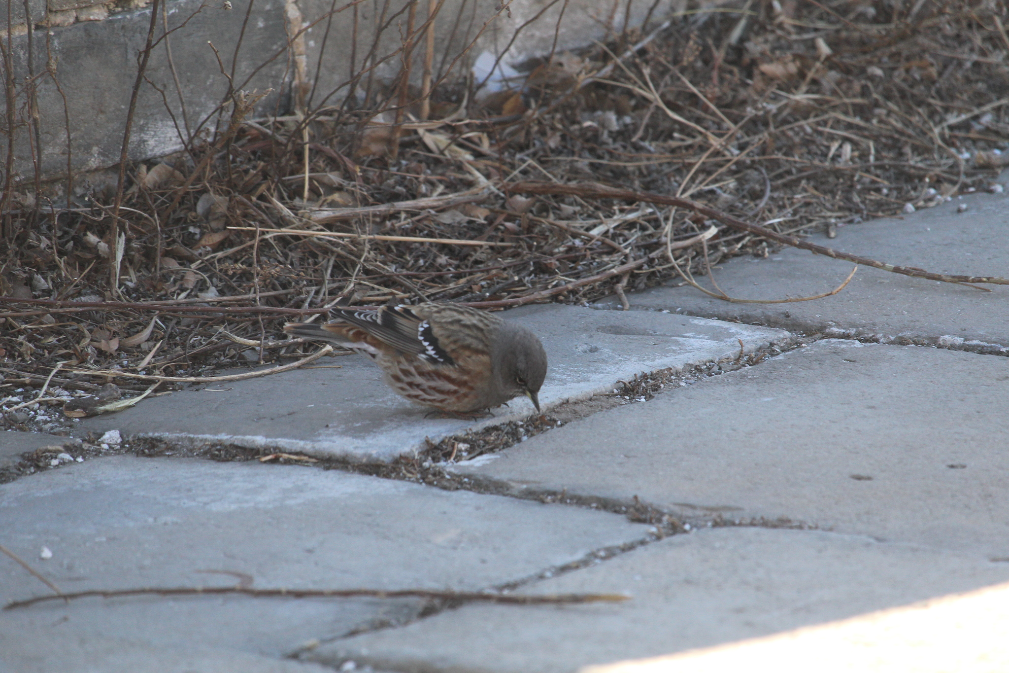 Alpine Accentor