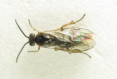 Euura viduata