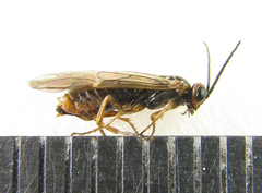 Euura viduata
