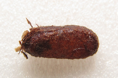 Euura viduata