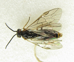 Euura viduata