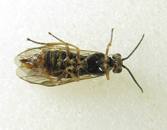 Euura viduata