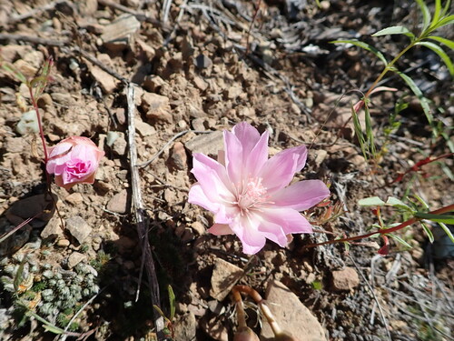 iNaturalist observation 2023-06-07