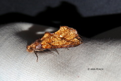 Plusiodonta arctipennis