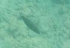 Cantherhines dumerilii