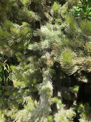 Adenanthos sericeus