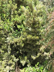 Adenanthos sericeus