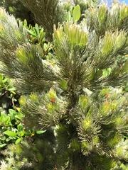 Adenanthos sericeus
