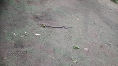 Atractus elaps