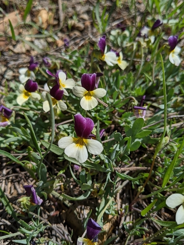 Image of Viola hallii by (c) Kayla Sweeten, some rights reserved (CC BY)
