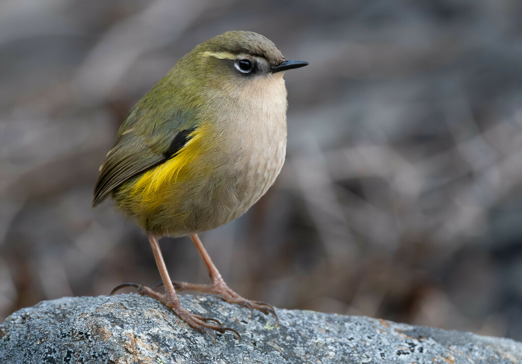 South Island Wren photo