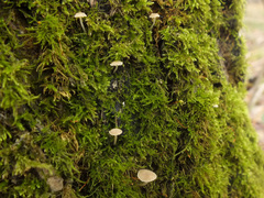 Phloeomana alba