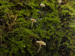 Phloeomana alba