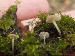 Phloeomana alba