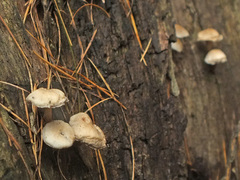 Mycena galericulata albida