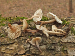 Mycena galericulata albida
