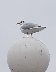 Chroicocephalus ridibundus