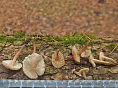 Mycena galericulata albida