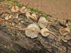 Mycena galericulata albida