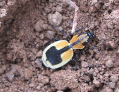 Graphipterus cordiger