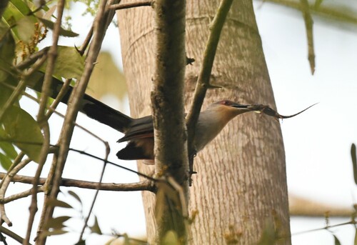 Hispaniolan Lizard Cuckoo (Coccyzus longirostris), photo 10