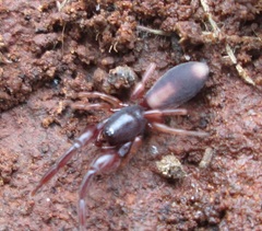 Diaphorocellus biplagiatus