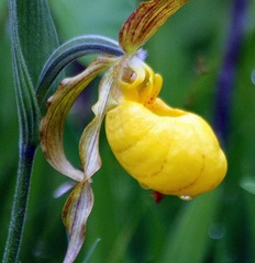 Cypripedium parviflorum pubescens