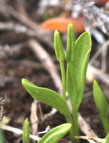 Ophioglossum polyphyllum