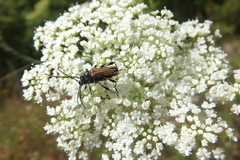 Stenopterus ater